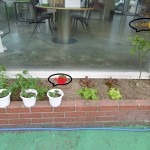 家庭菜園